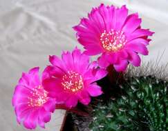 Image of Rebutia minuscula K. Schum.