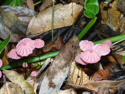 Image of Marasmius haematocephalus (Mont.) Fr. 1838