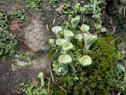 Image of cup lichen