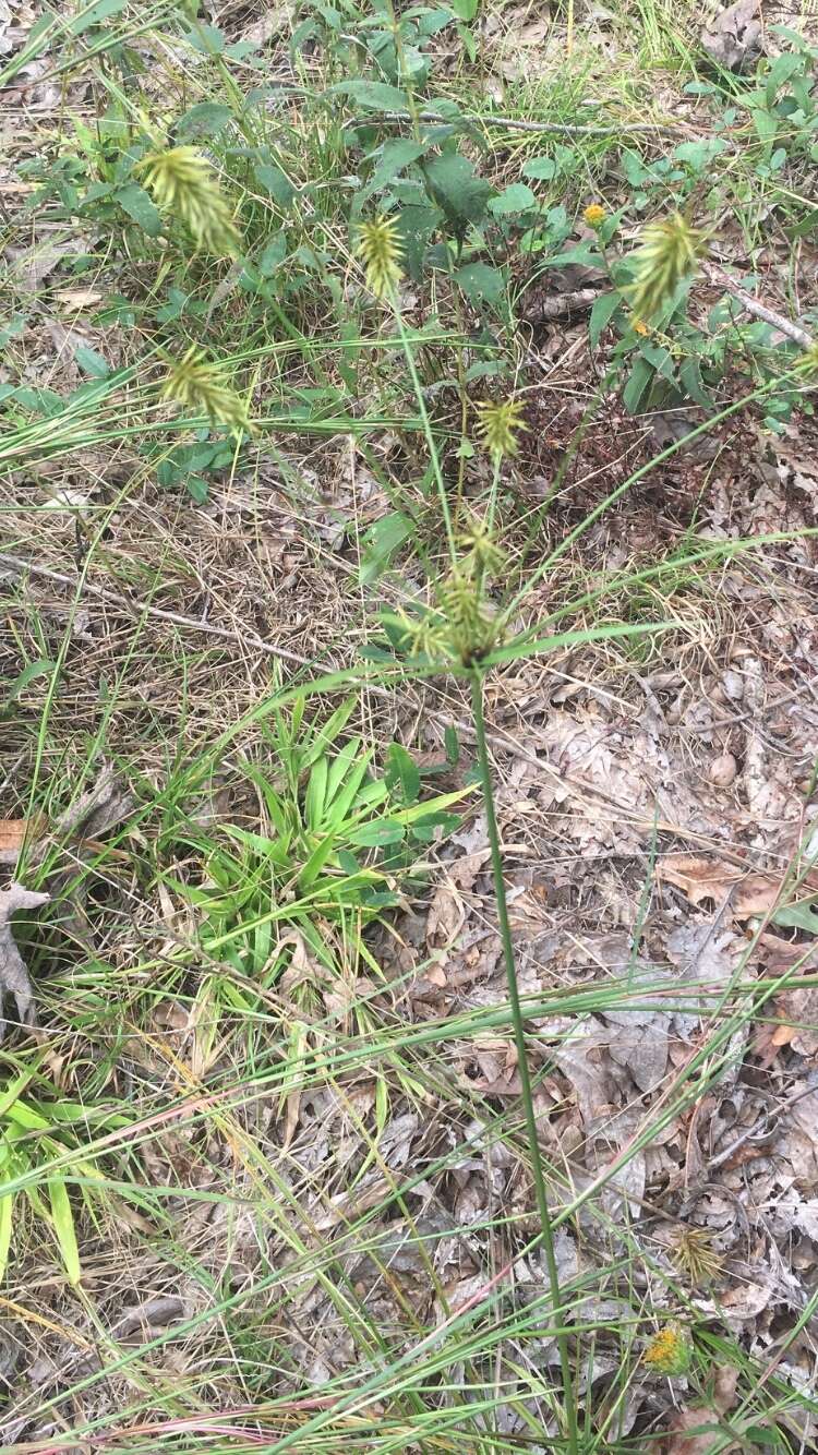 Image of Rough Flat Sedge