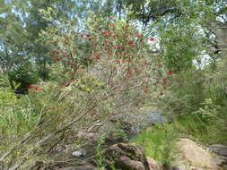 Image of Callistemon sabrina (Craven) Udovicic & R. D. Spencer