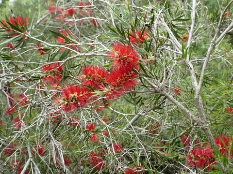 صورة Callistemon sabrina (Craven) Udovicic & R. D. Spencer