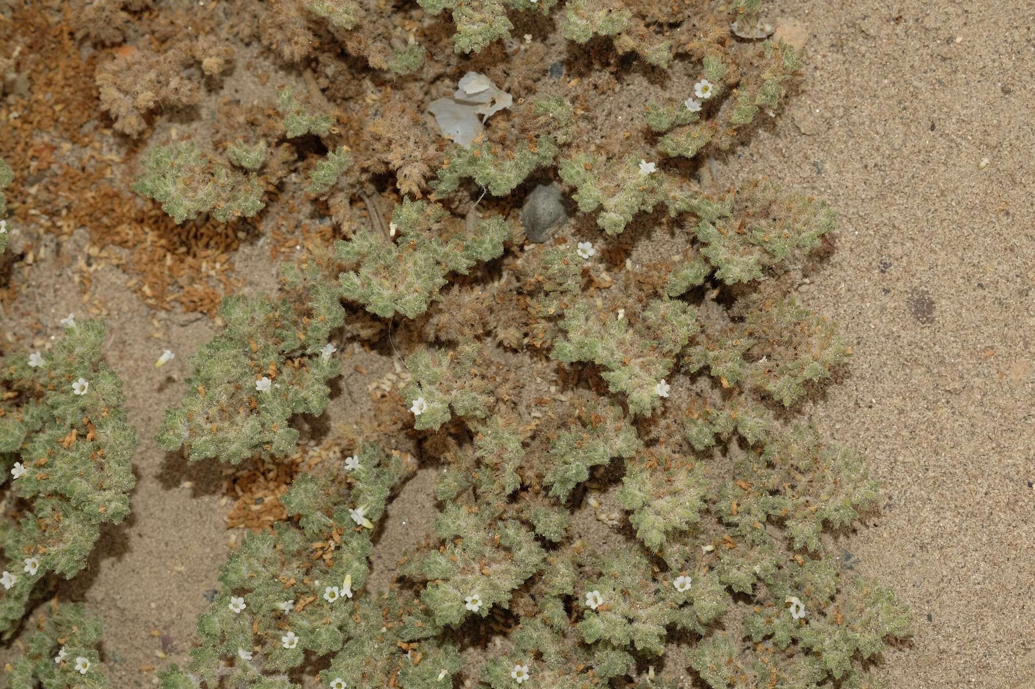 Image of Tiquilia paronychioides (Phil.) A. Richardson