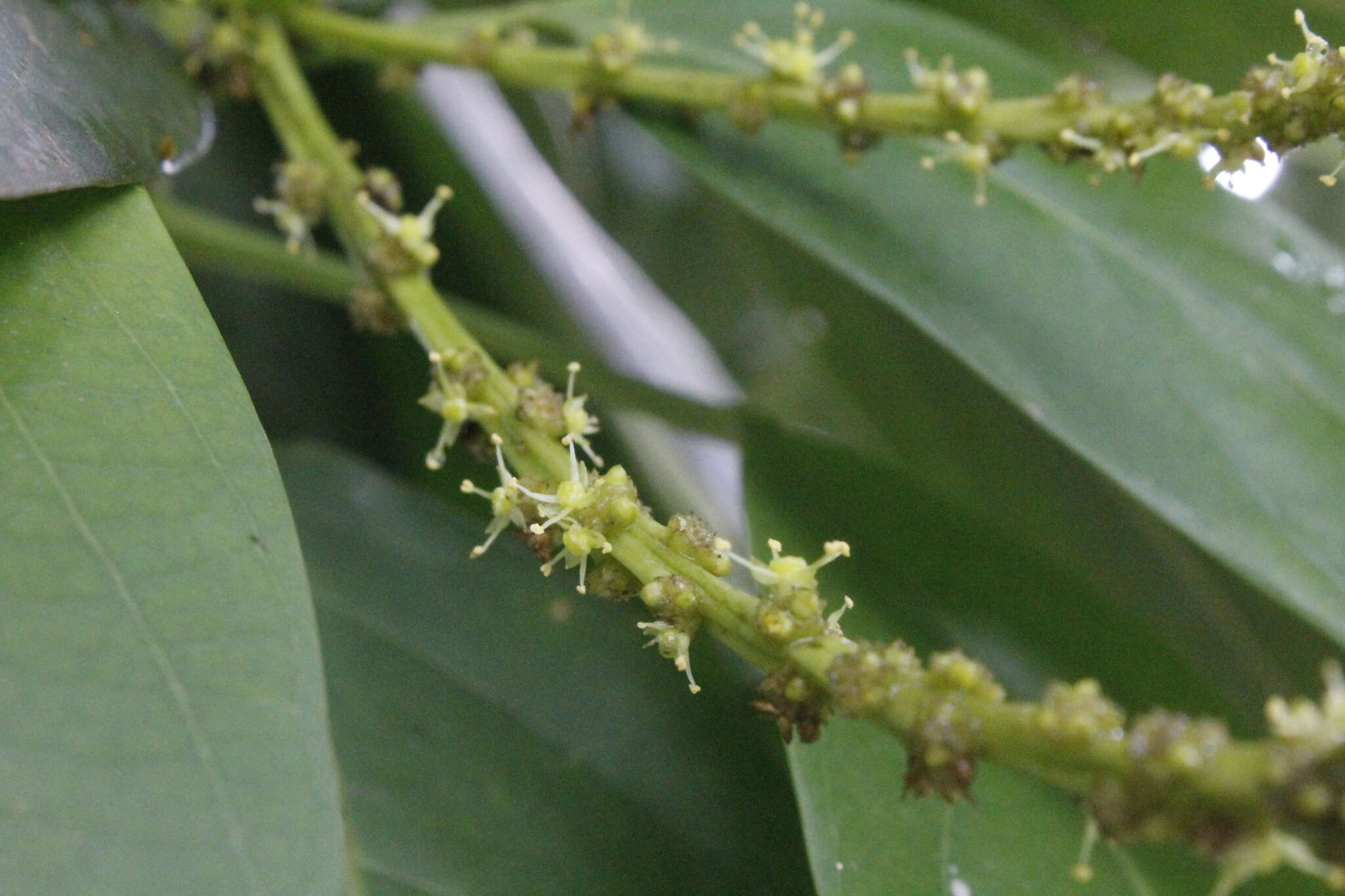 Imagem de Caryodendron orinocense H. Karst.