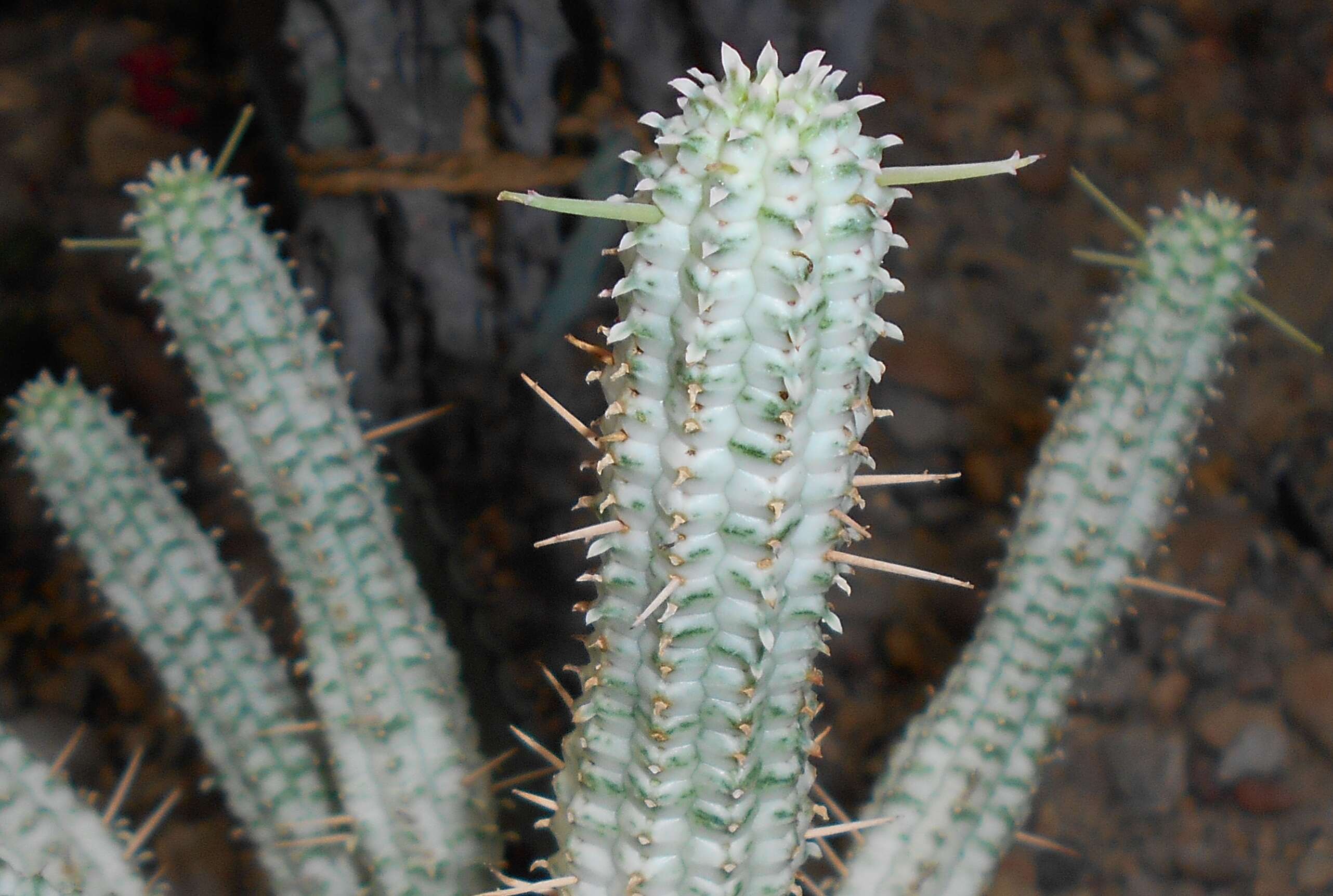 Слика од Euphorbia mammillaris L.