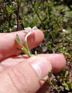 Imagem de Chascanum cuneifolium (L. fil.) E. Mey.