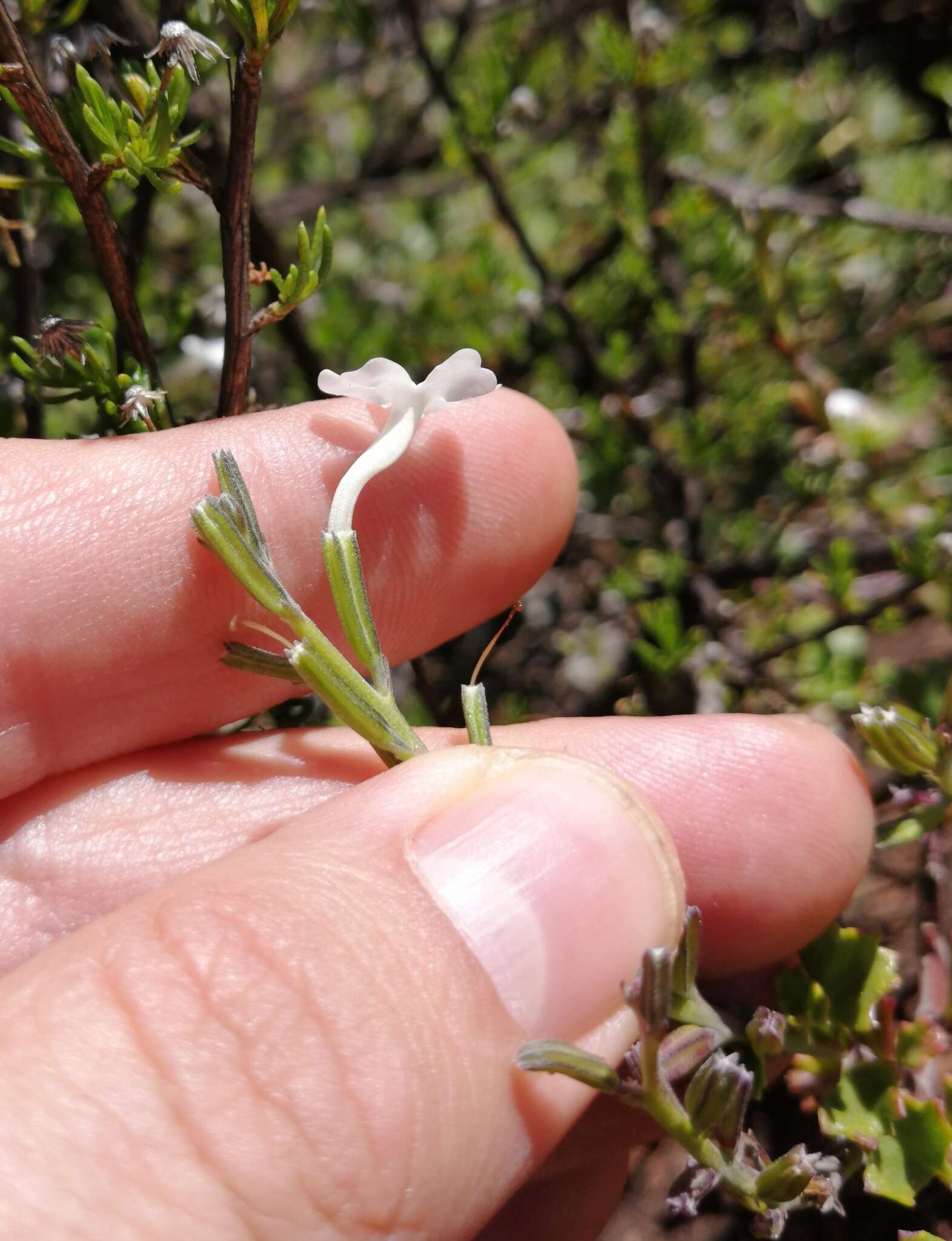 Image of Chascanum cuneifolium (L. fil.) E. Mey.