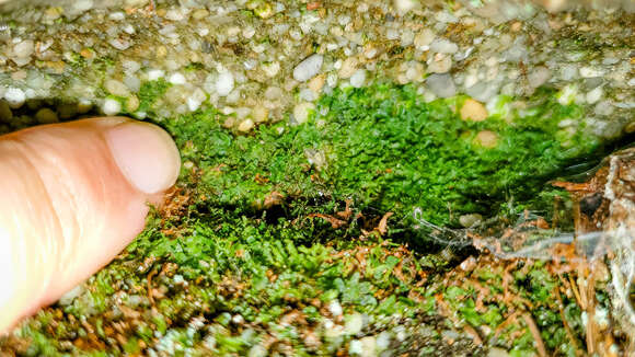 Image of Appalachian shoestring fern