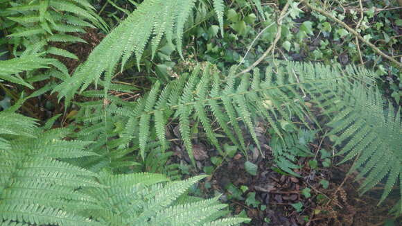 Image de Dryopteris borreri (Newm.) Oberholzer & Tavel