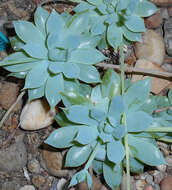 Image of Graptopetalum macdougallii Alexander