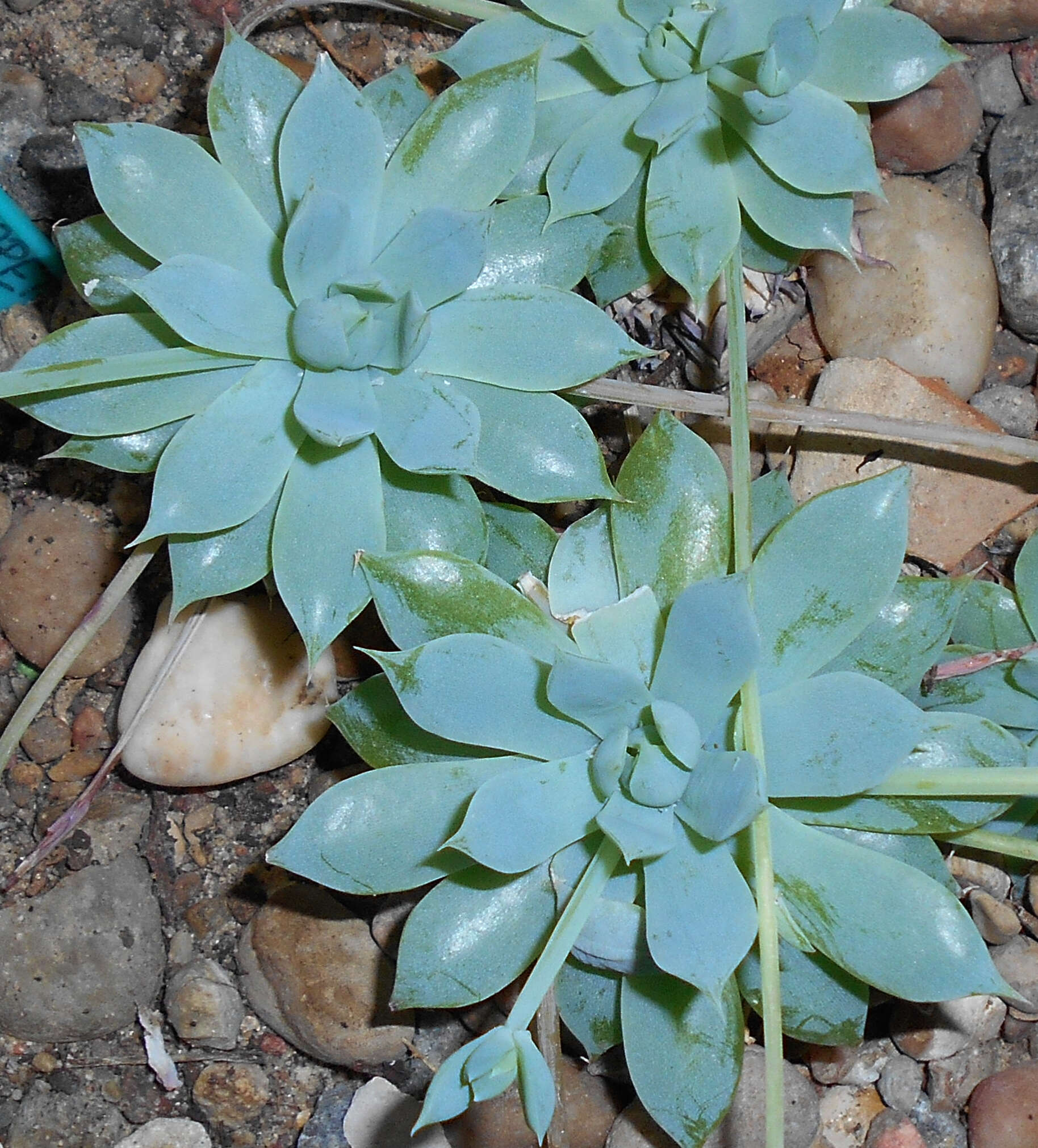 Image of Graptopetalum macdougallii Alexander