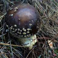 Image of Amanita augusta Bojantchev & R. M. Davis 2013