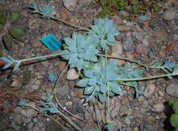 Image of Graptopetalum macdougallii Alexander