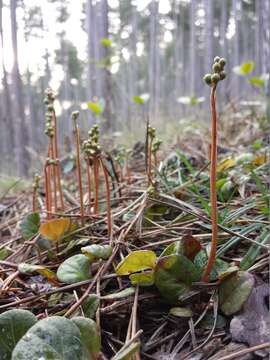 Image of greenflowered wintergreen