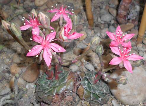 Image of Graptopetalum bellum (Moran & Meyran) D. R. Hunt