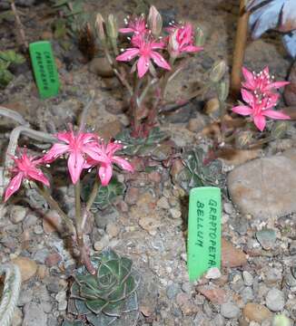 Image of Graptopetalum bellum (Moran & Meyran) D. R. Hunt