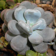 Image of Pachyphytum oviferum J. A. Purpus