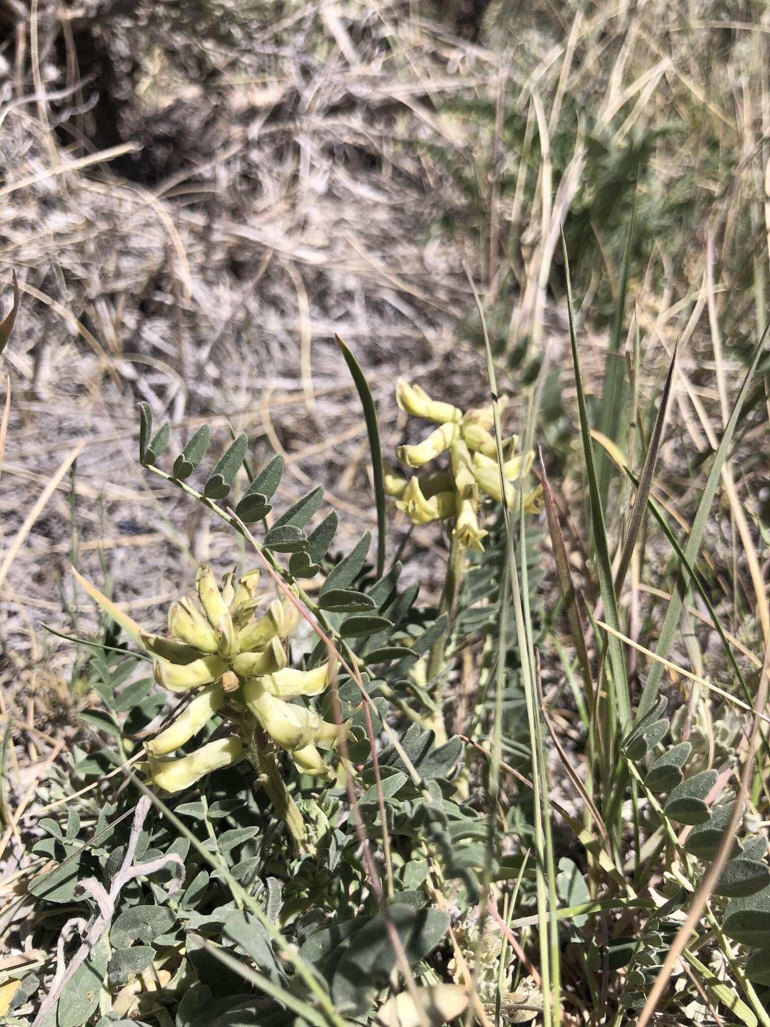 Astragalus canadensis var. brevidens (Gandog.) Barneby的圖片