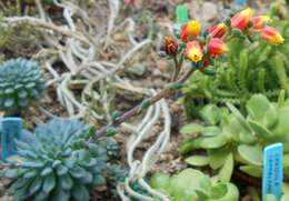 Image of Mexican Firecracker