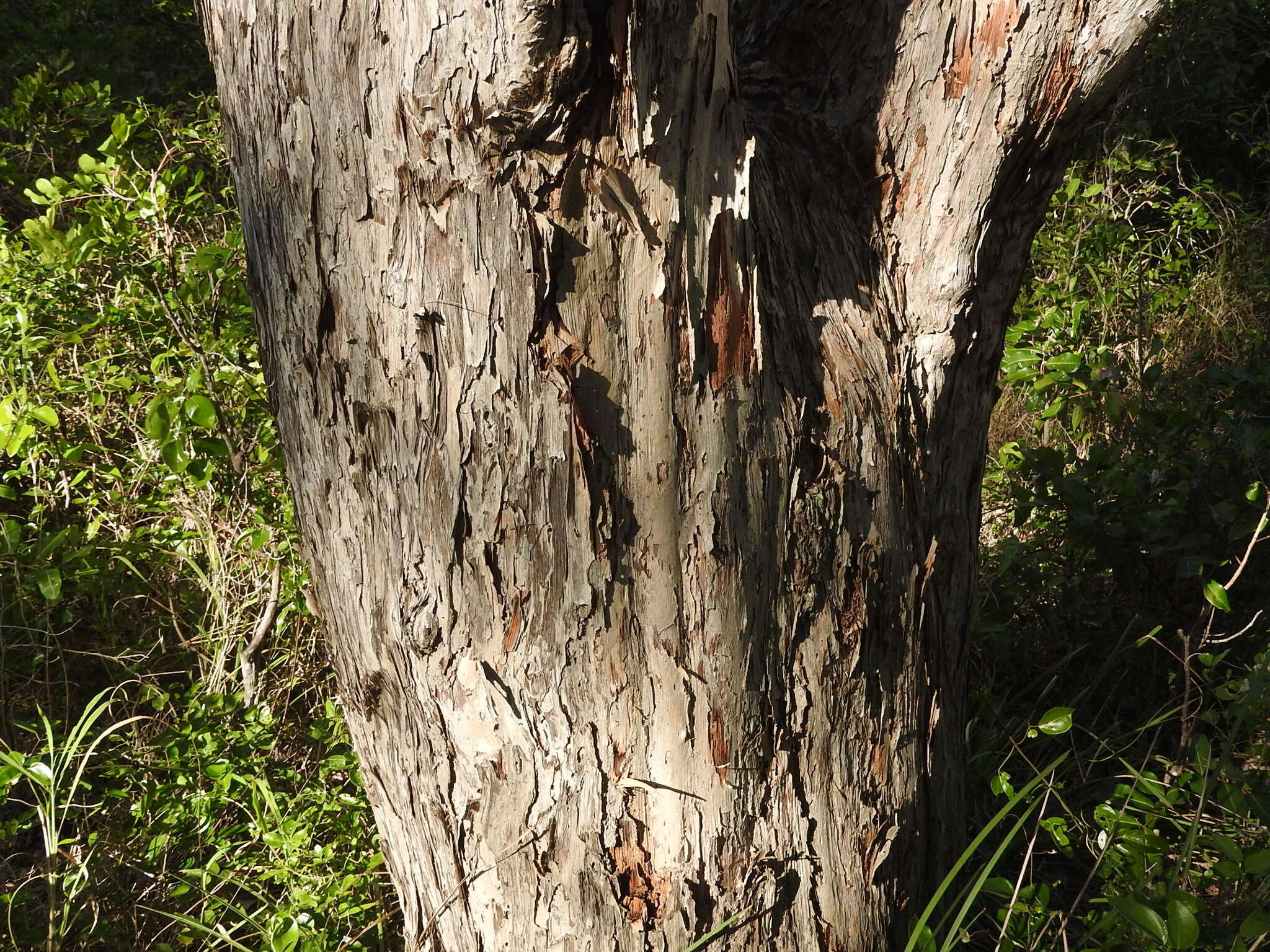 Sivun Melaleuca dealbata S. T. Blake kuva