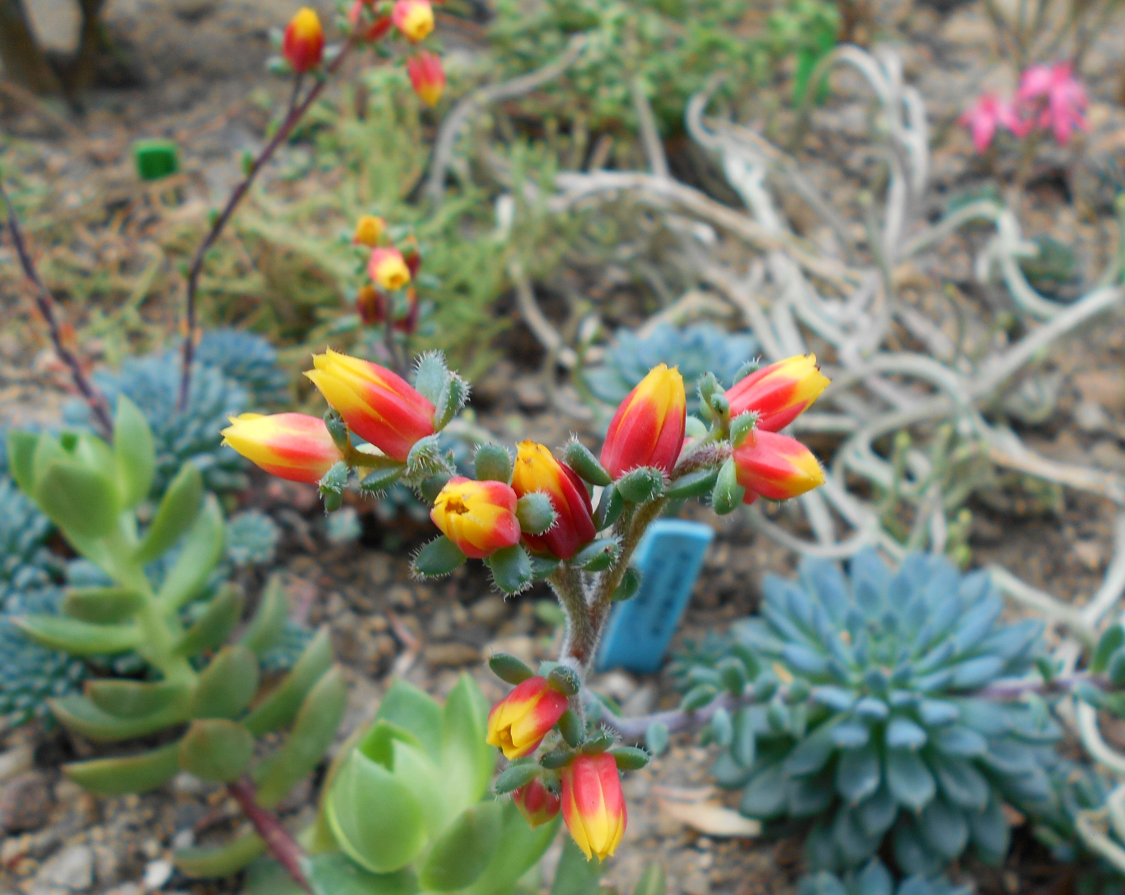 Image of Mexican Firecracker