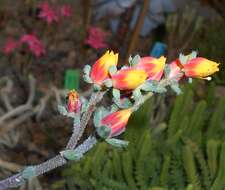 Image of Mexican Firecracker