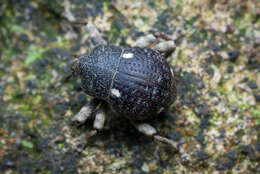 Image of Salcus quadripunctatus Heller 1916