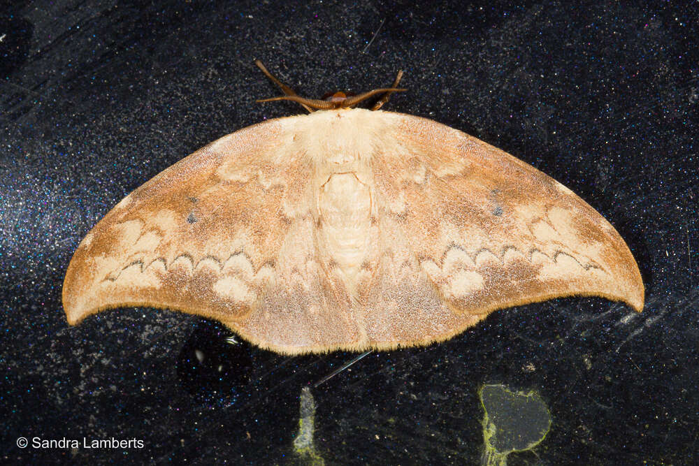 Image of Strepsigonia quadripunctata Walker 1862
