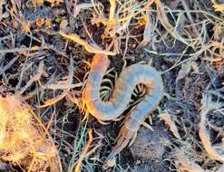 Image of Dog-toothed Giant Centipede