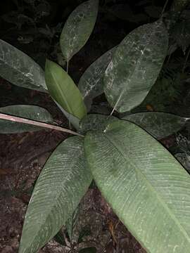 Image of Heliconia librata Griggs