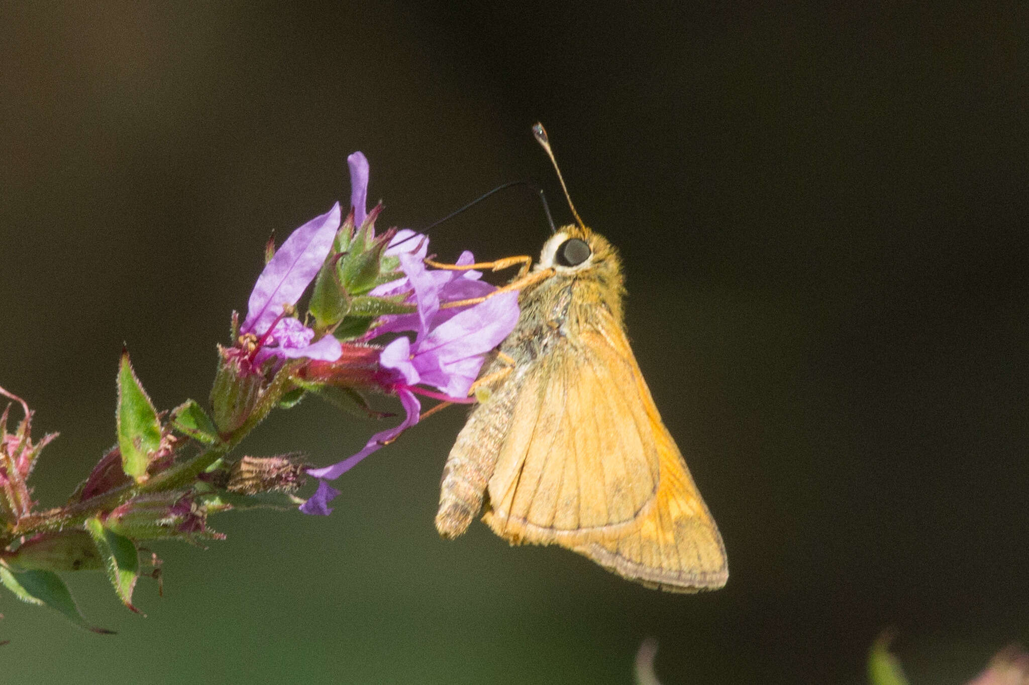 Atalopedes campestris Boisduval 1852 resmi