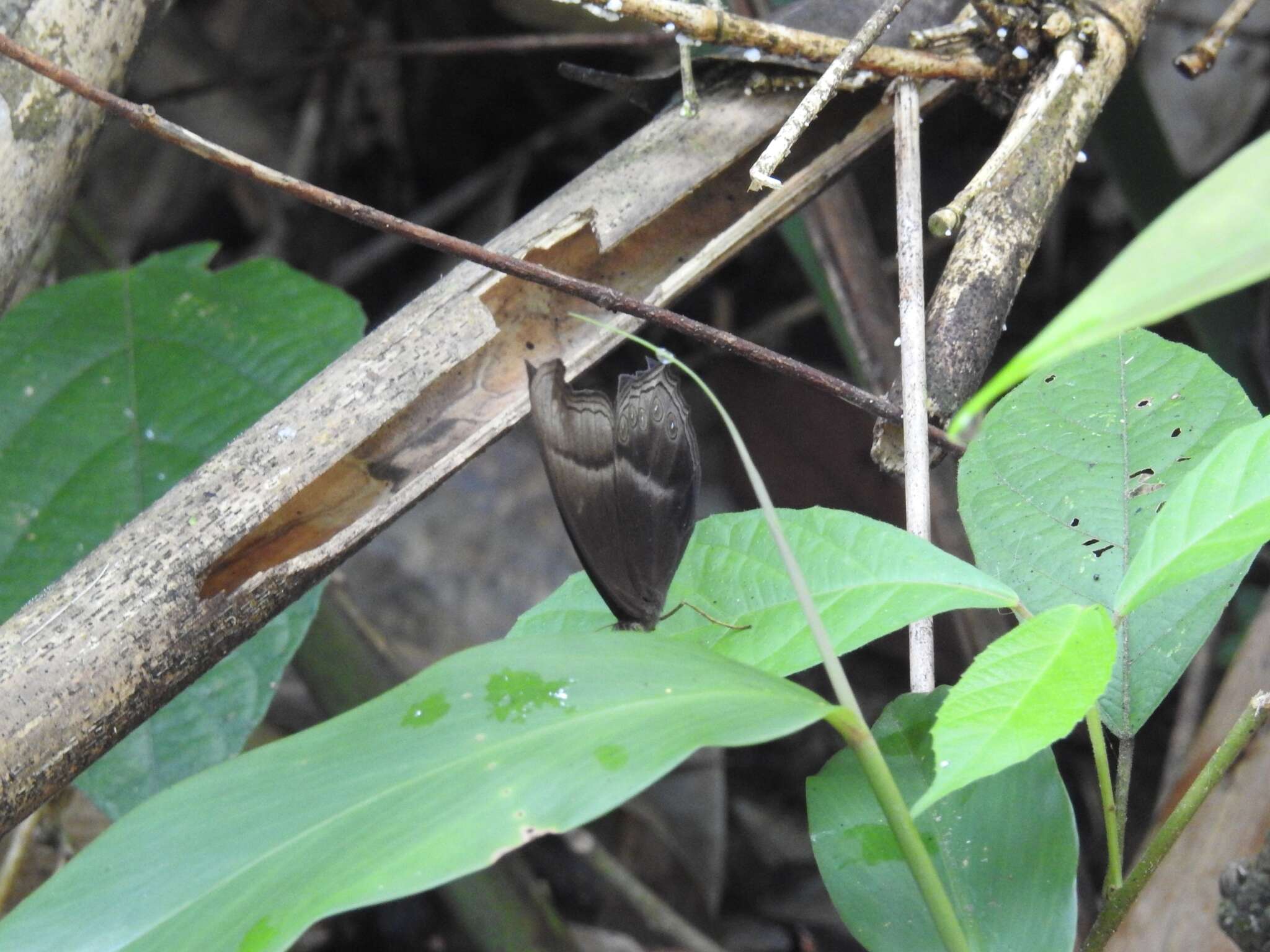 Image of Coelites epiminthia Westwood (1851)