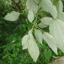 Image de Pipturus arborescens (Link) C. B. Rob.