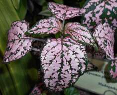 Hypoestes phyllostachya Baker resmi