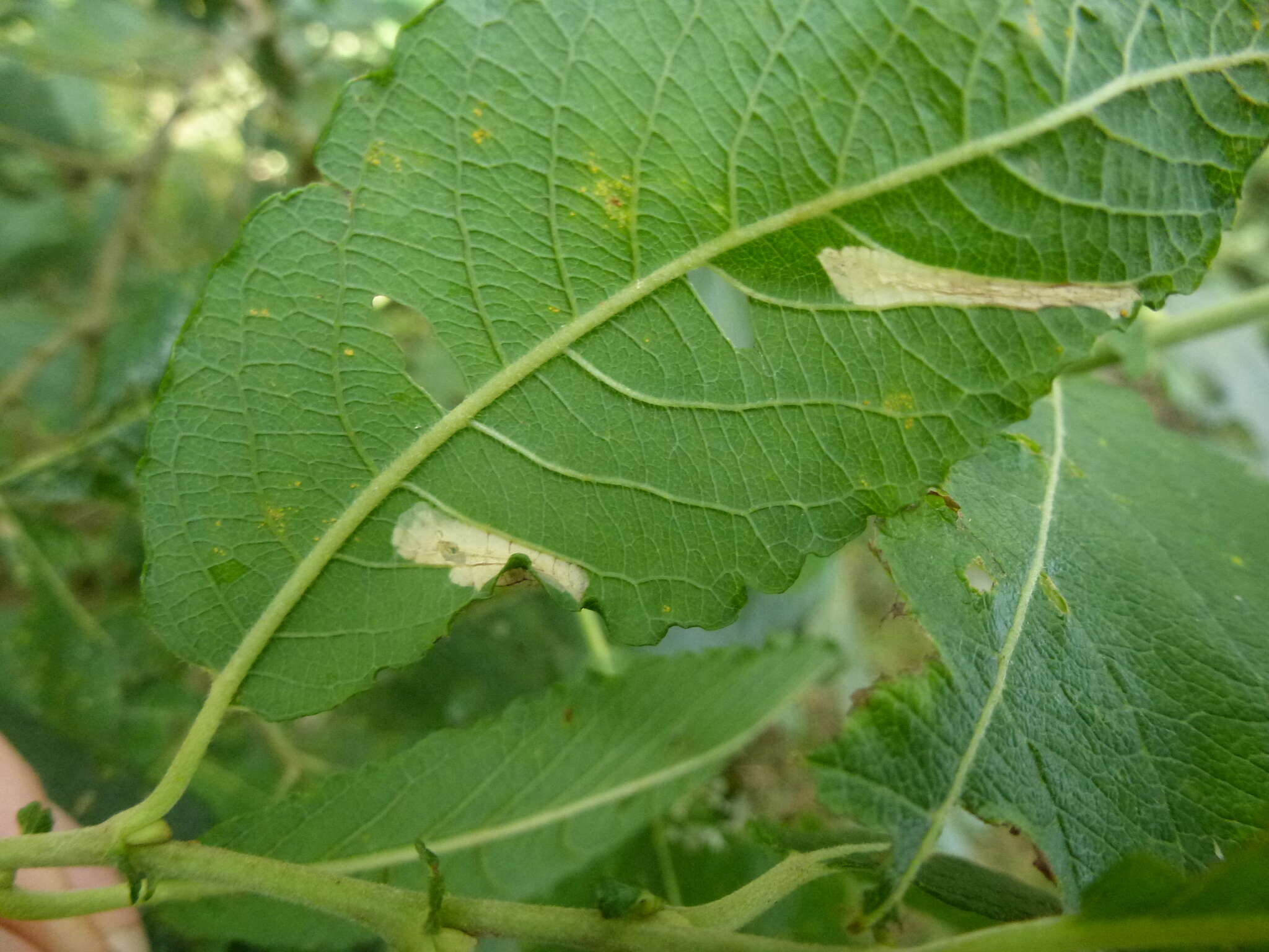 صورة Phyllonorycter salictella (Zeller 1846)