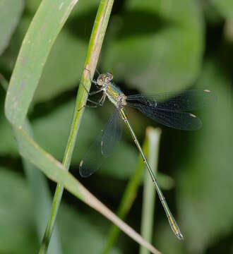 Image of Chalcolestes Kennedy 1920