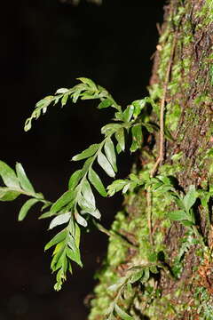 Image of Tmesipteris obliqua R. J. Chinnock