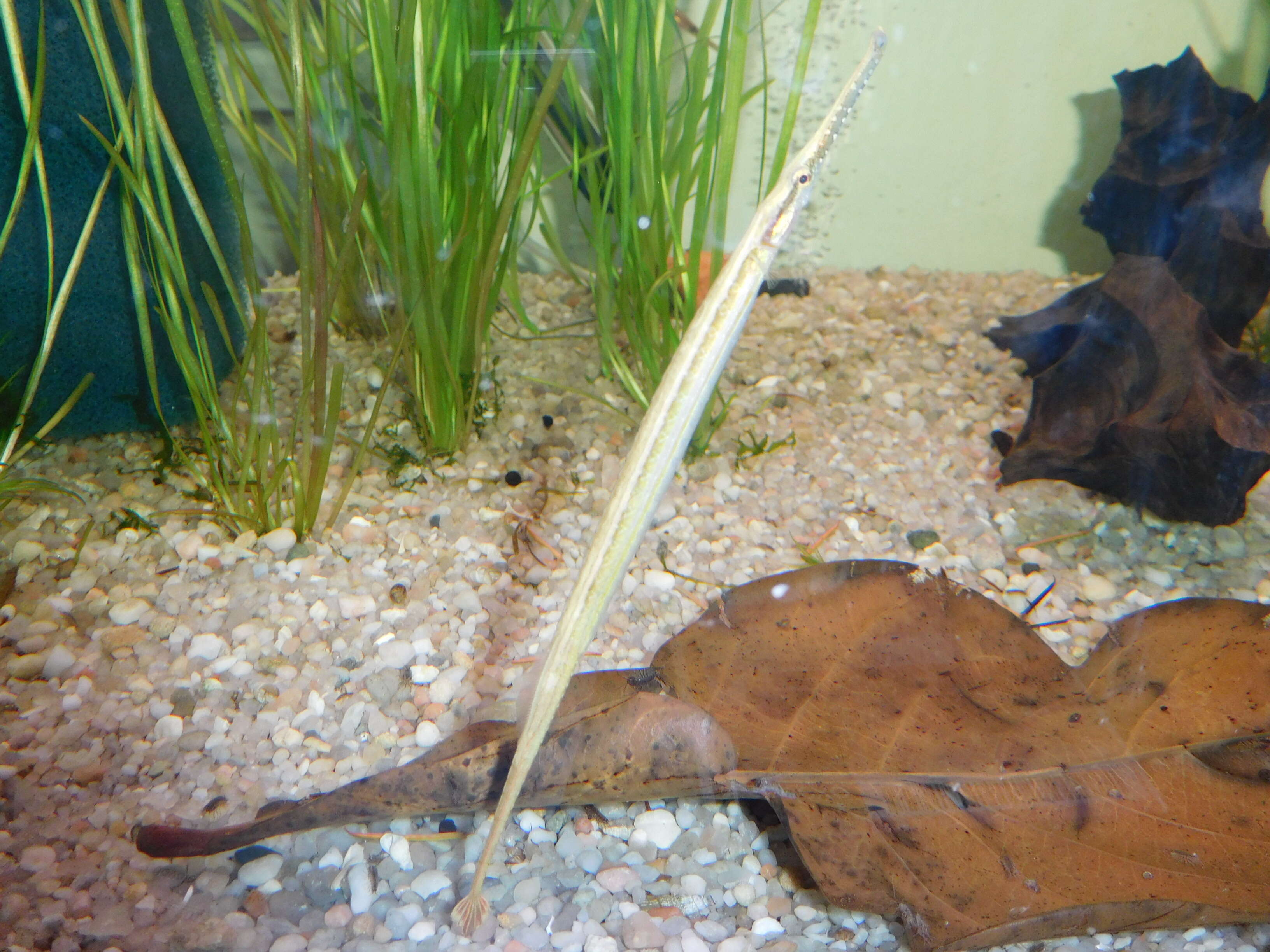 Image of Opossum Pipefish