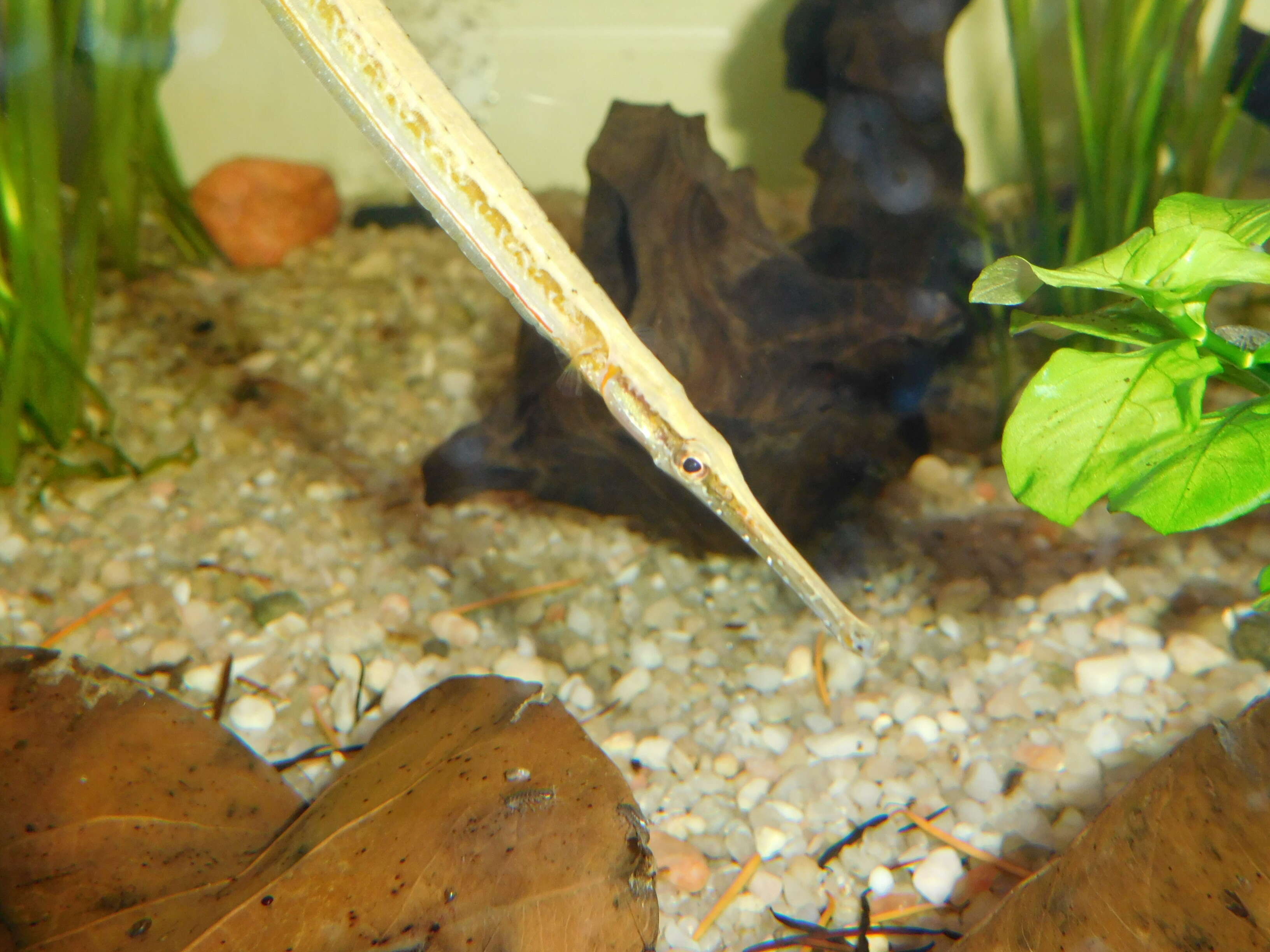 Image of Opossum Pipefish