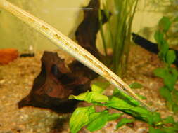 Image of Opossum Pipefish