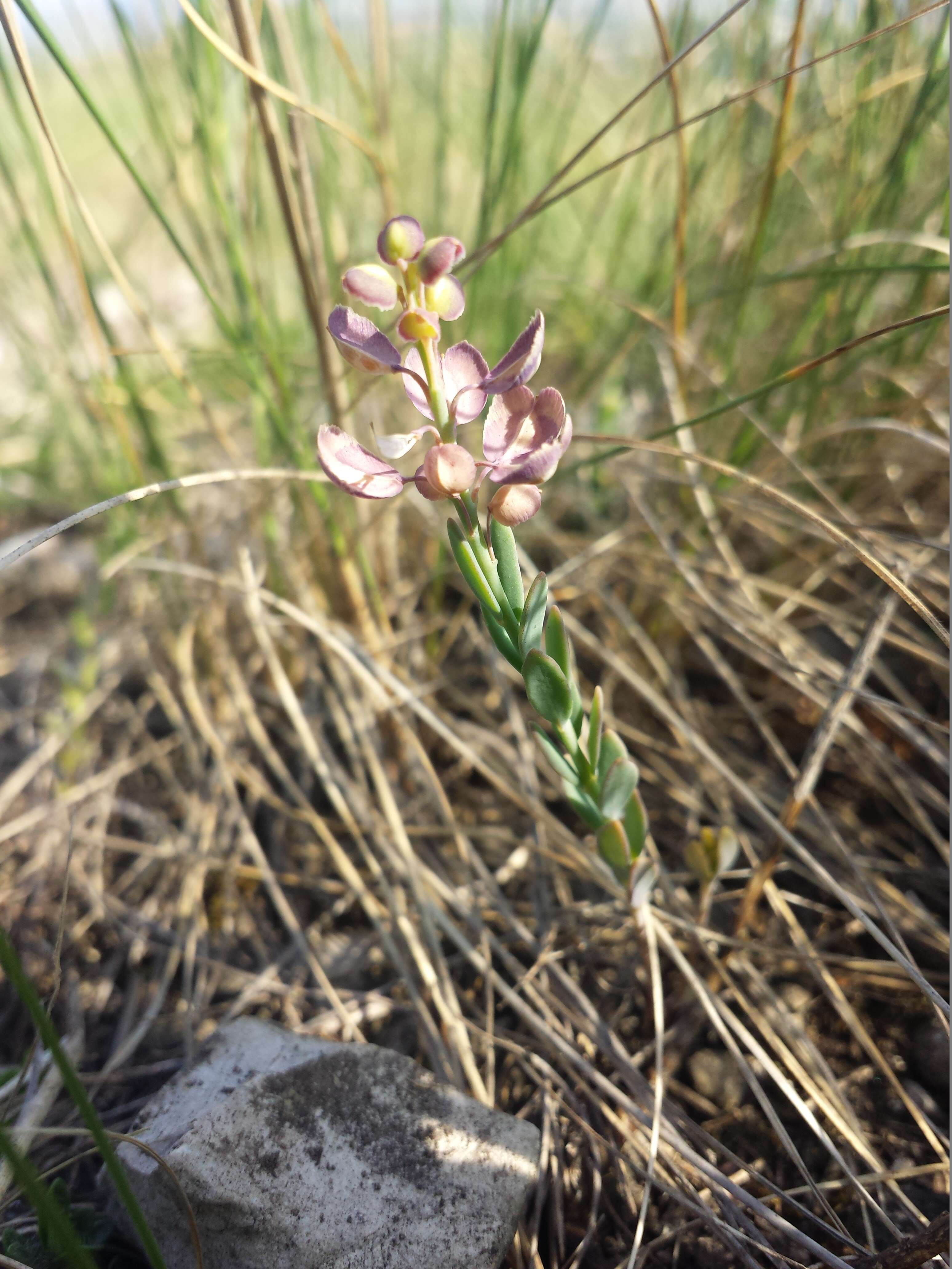 Image de Aethionema saxatile (L.) W. T. Aiton