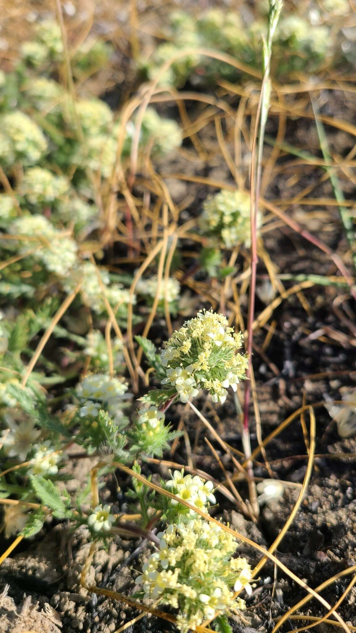 Image of cotulaleaf pincushionplant