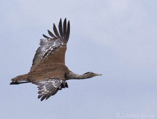 Image of Great Indian Bustard