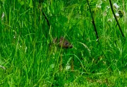 Image of Mustela erminea hibernica (Thomas & Barrett-Hamilton 1895)