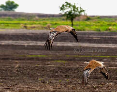 Image of Great Indian Bustard