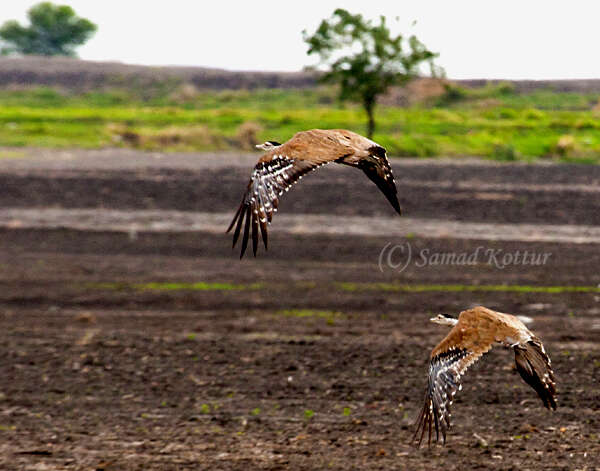 Image of Great Indian Bustard