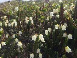 Image of white arctic mountain heather