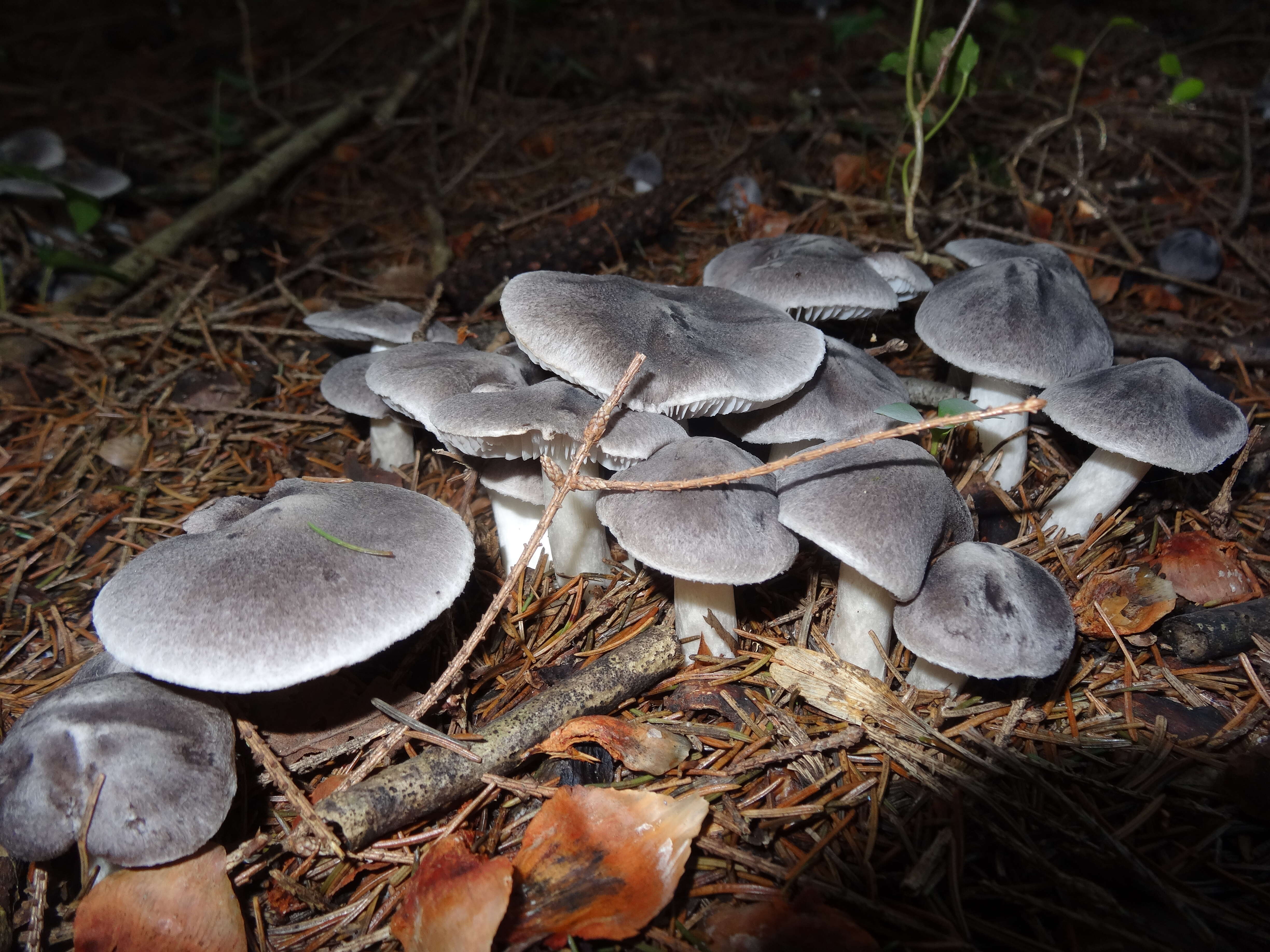 Image of Grey Agaric