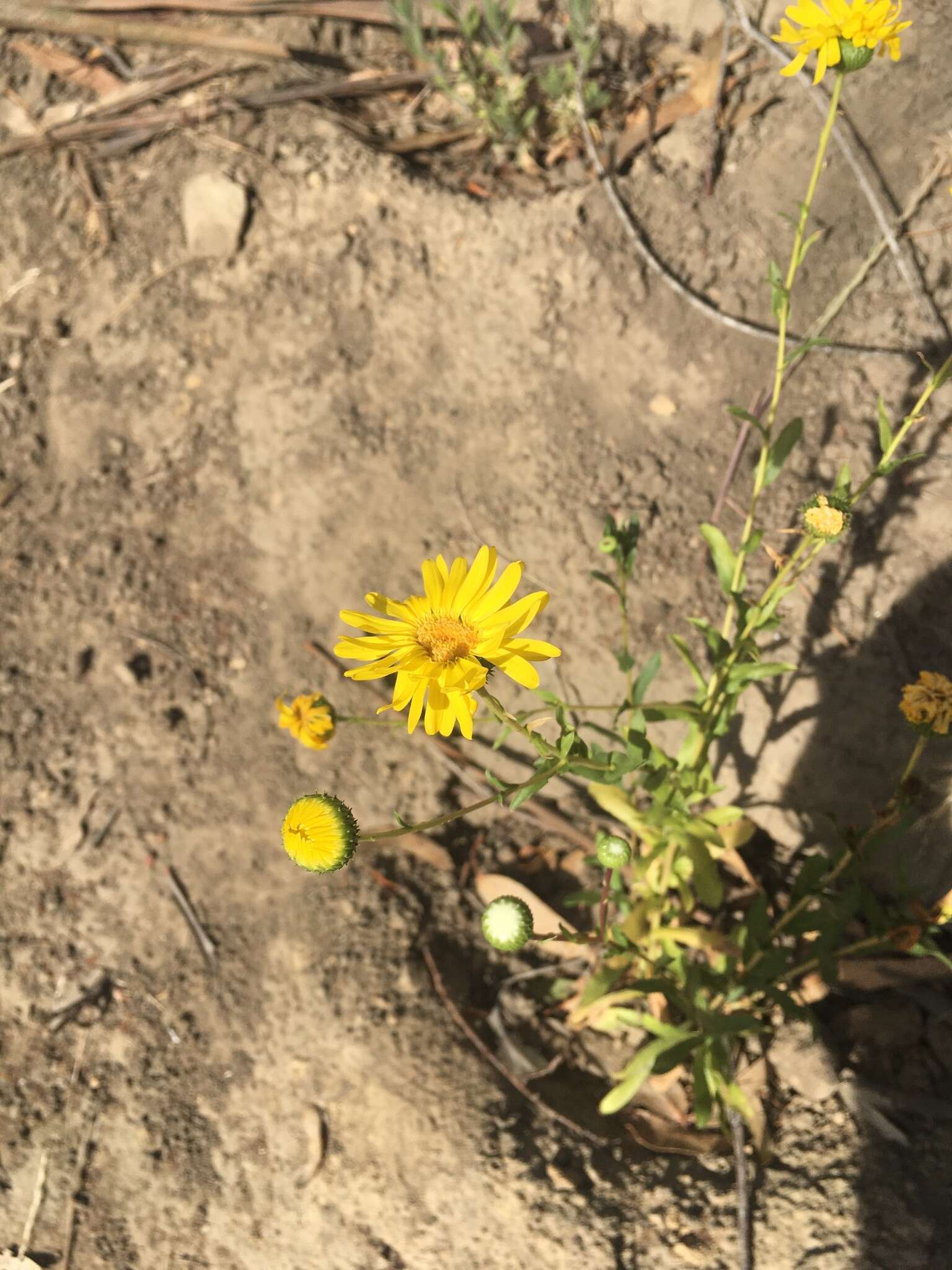 Слика од Grindelia hirsutula Hook. & Arn.