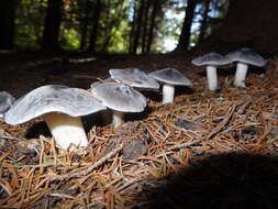 Image of Grey Agaric